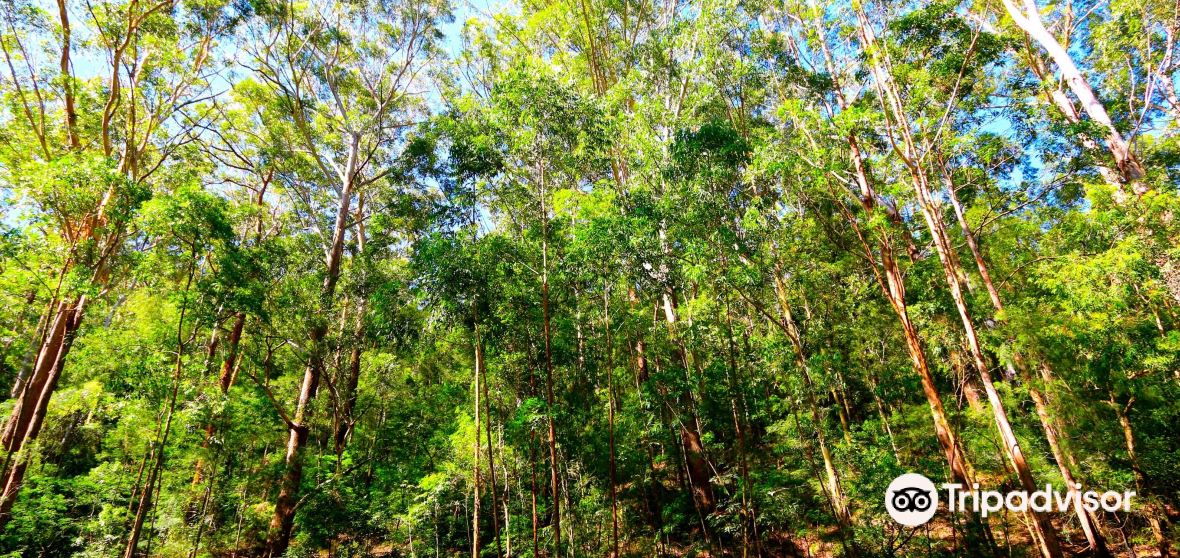 Things to Do in Morisset in 2025 Top Attractions, Local Food, Hotels & Travel Tips