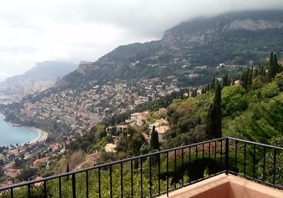 Olivier millénaire de Roquebrune-Cap-Martin