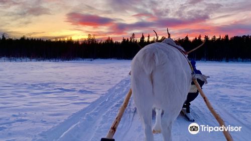 Ounaskievari Reindeer Farm