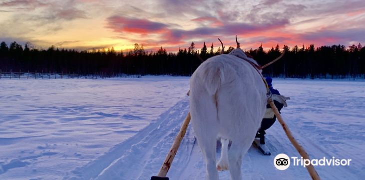 Ounaskievari Reindeer Farm