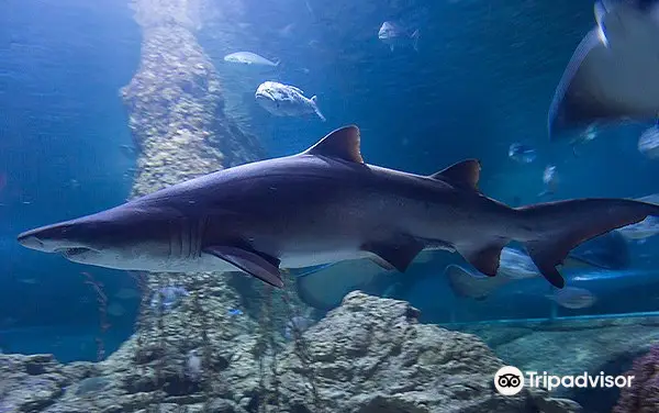 4_AQWA The Aquarium Of Western Australia
