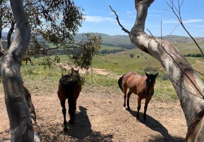 Gundagai Rotary Lookout