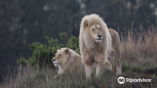 LIONSROCK Big Cat Sanctuary