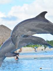 Dolphin Discovery Punta Cana