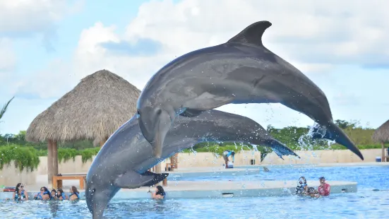 Dolphin Discovery Punta Cana