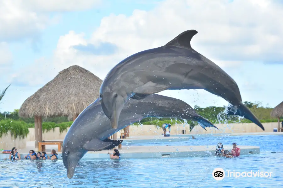 Dolphin Discovery Punta Cana