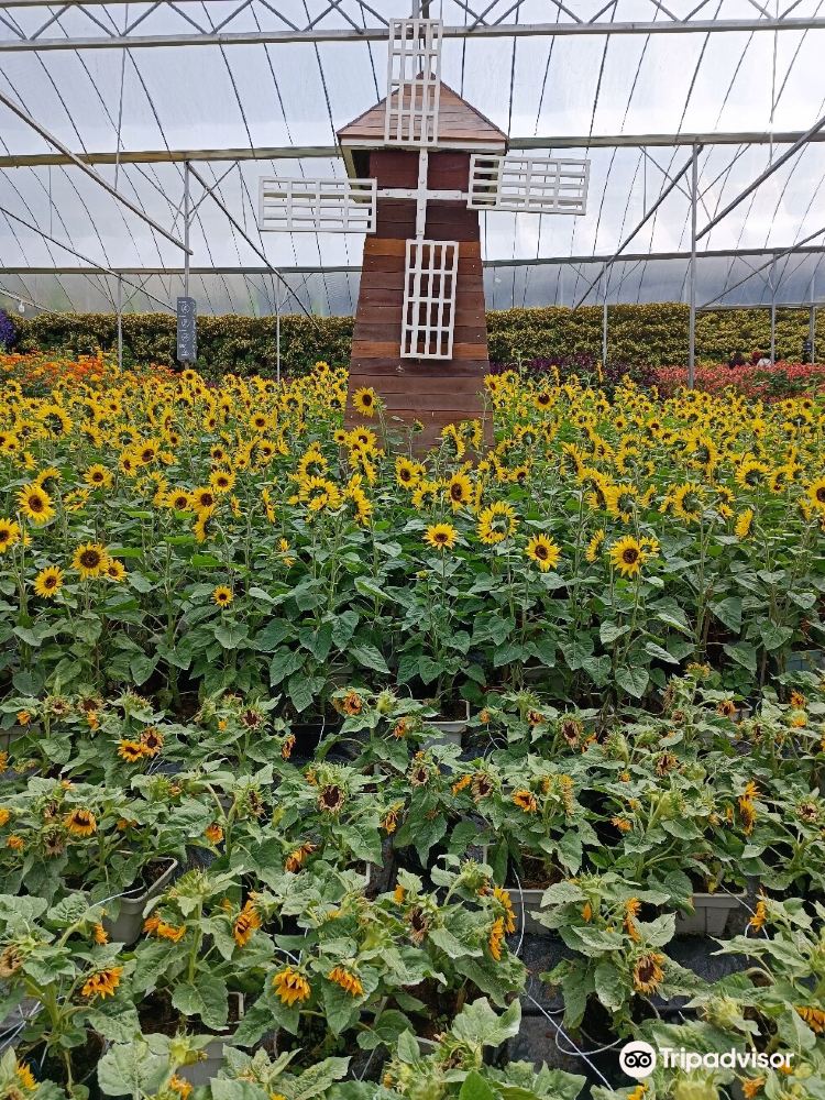 Cameron Highlands Flora Park