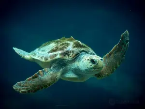 德班烏沙卡水底世界水族館