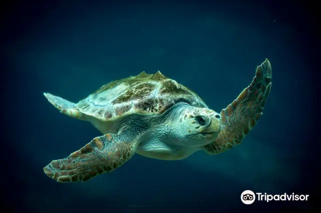 德班烏沙卡水底世界水族館