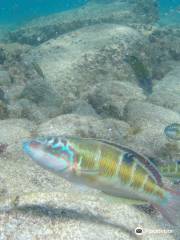 Get Wet Snorkeling