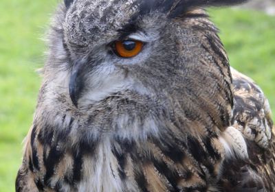 Vale Royal Falconry Centre