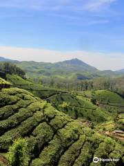 Mountain Bike Kerala