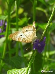 The Shops at The Butterfly Estates and Florida Native Butterfly Society Conservatory (501c3)