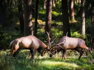 Northwest Trek Wildlife Park