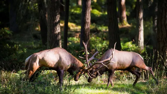 Northwest Trek Wildlife Park