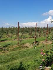 Belltown Hill Orchards