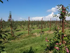 Belltown Hill Orchards