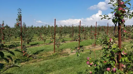 Belltown Hill Orchards