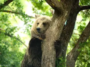 Bear Sanctuary Prishtina & Thesaret e Natyres