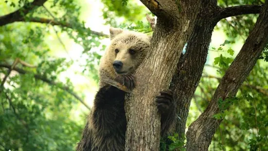 Bear Sanctuary Prishtina & Thesaret e Natyres