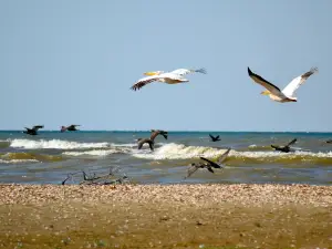 Дунайский биосферный заповедник