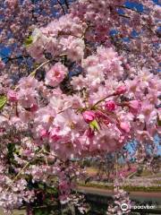 八王子山公園 (太田市北部運動公園)