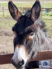 Puffin Croft Petting Farm, Farm Shop & B & B