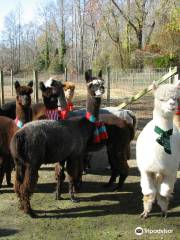 Jersey Shore Alpacas