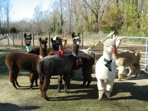 Jersey Shore Alpacas