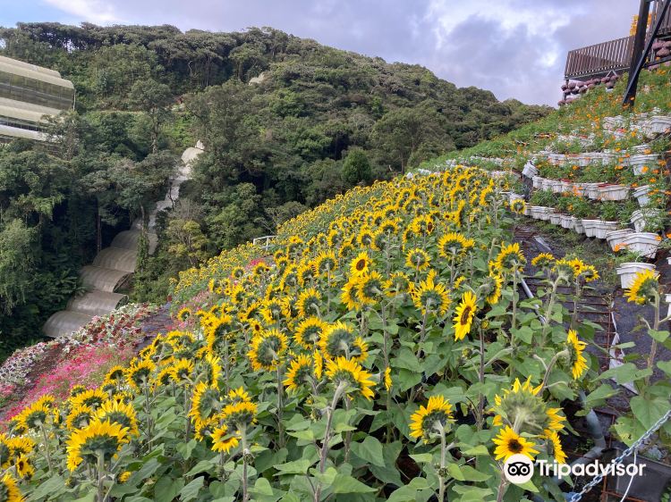 Cameron Highlands Flora Park