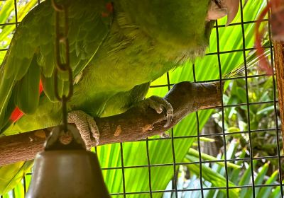 Cayman Parrot Sanctuary
