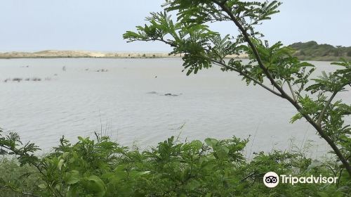 Saint Lucia Estuary