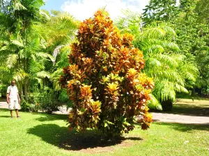 Ботанический сад Доминики