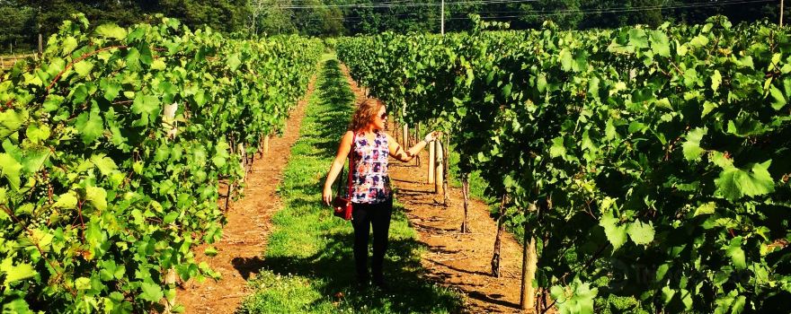 Buckingham Valley Vineyards