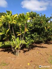 Kauai Safaris