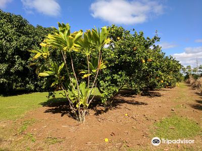 Kauai Safaris