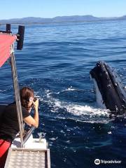 Blue Bay Whale Watching Byron Bay