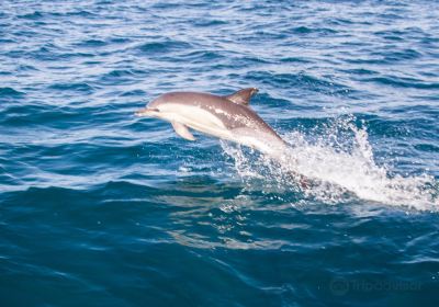 Padstow Sealife Safaris - Wildlife Watching Boat Trips Cornwall