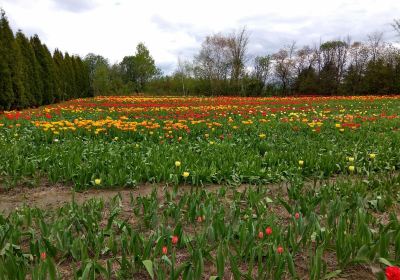 Les fleurs Maltais