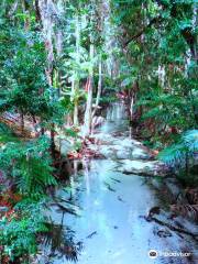 Central Station Rainforest