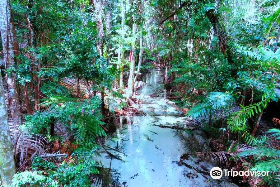 Central Station Rainforest