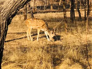 Devalia Safari Park