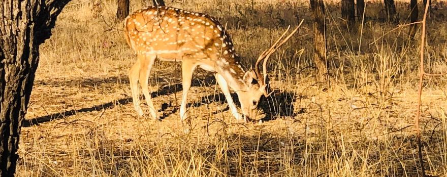 Sasan Gir
