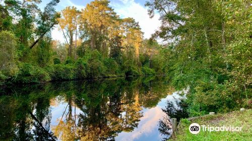 Dismal Swamp Canal Trail