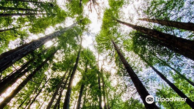 Parque de Secuoyas del Monte Cabezón