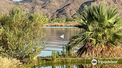 Mittry Lake Wildlife Area