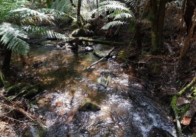 Wirrawilla Rainforest Walk