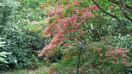 Kelsey Arboretum