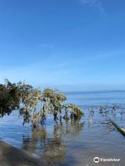 Leadbetter Point State Park