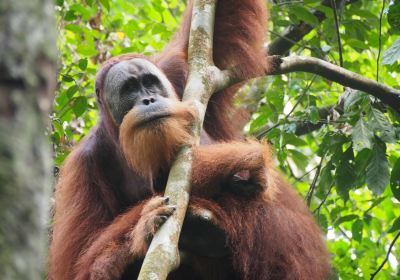 The Bohorok Orangutan Centre at Bukit Lawang